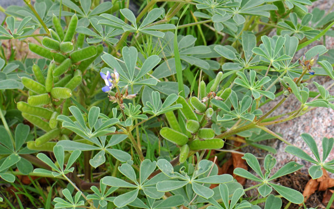 Lupinus arizonicus, Arizona Lupine, Southwest Desert Flora